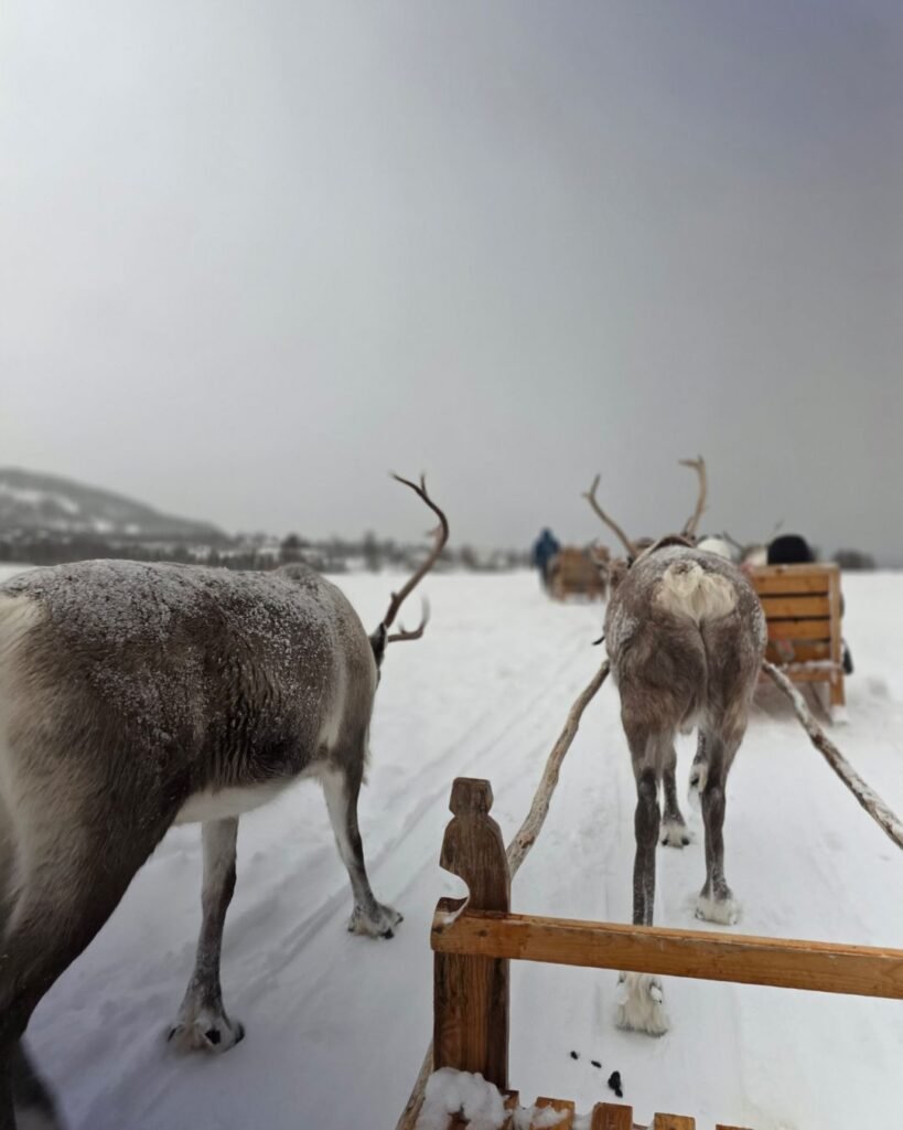 A picture during sledding with reindeers of the reindeers in front and next to us. 