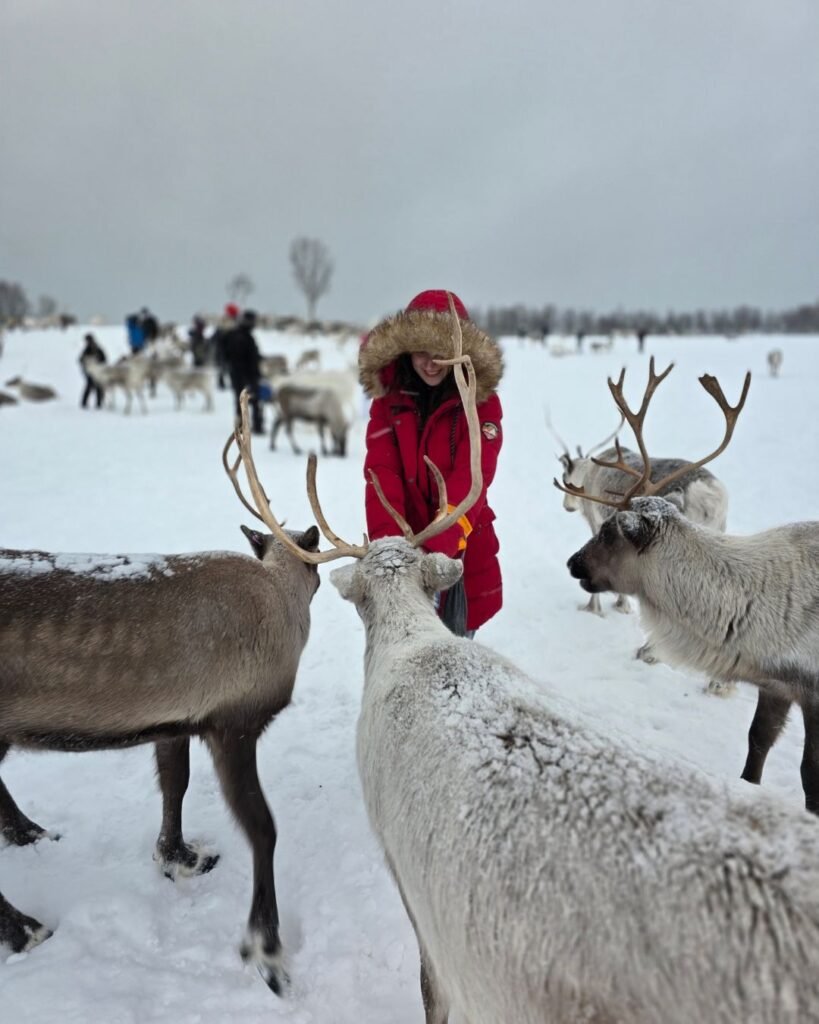 A picture of me feeding many reindeers at once with some tourists doing the sam in the background. 