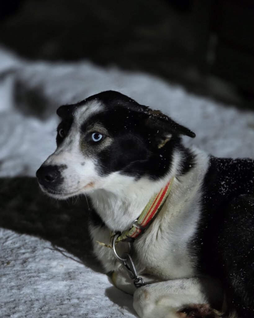 Husky Farm Visit - a beautiful husky with blue eyes laying in the snow. 