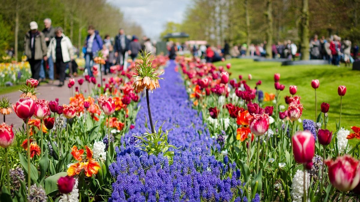 Keukenhof & Lisse – Tulip Heaven