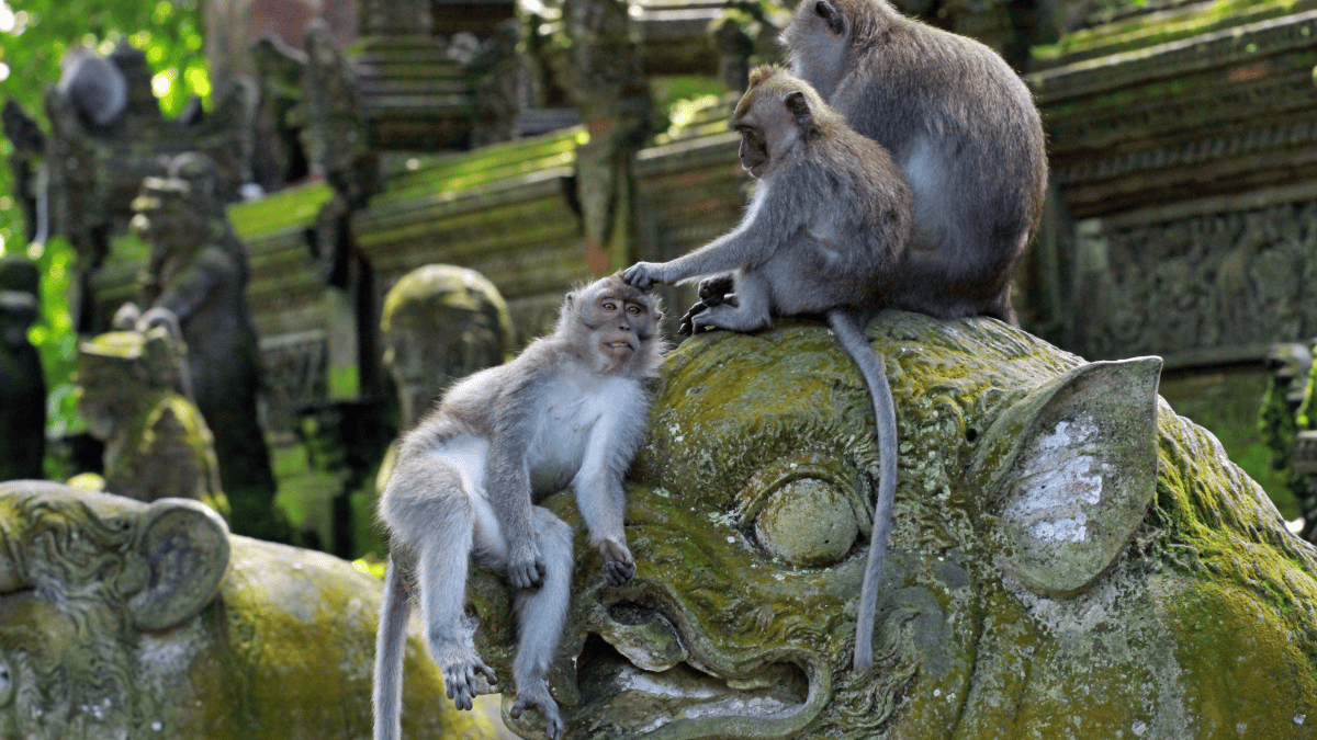 Monkeys in Bali