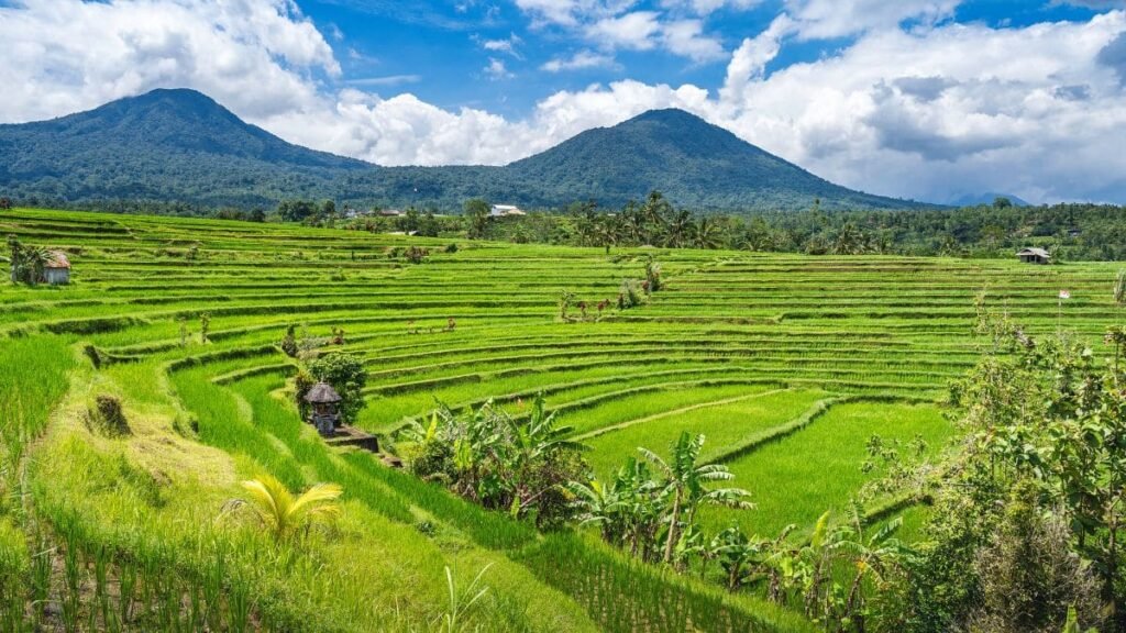 Jatiwulih Rice Terraces Bali