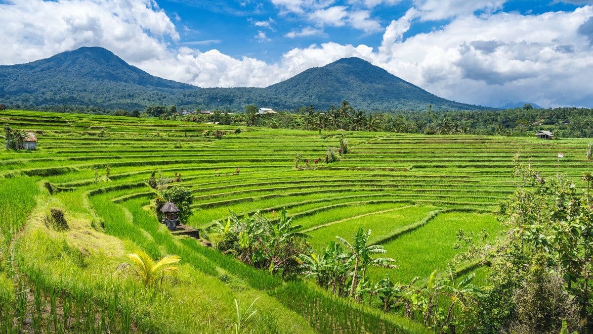 Jatiwulih Rice Terraces Bali