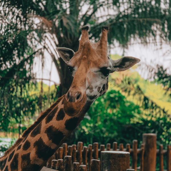 The Giraffes in Wild Africa, Singapore Zoo, from close