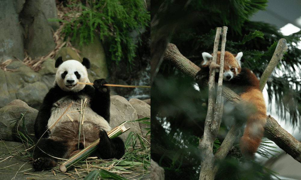 Pandas in the River Wonders, Mandai Wildlife Reserve, Singapore