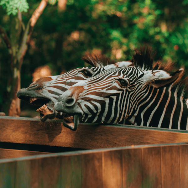 Zebras during feedin sesssion in Singapore Zoo, Mandai Wildlife Reserve