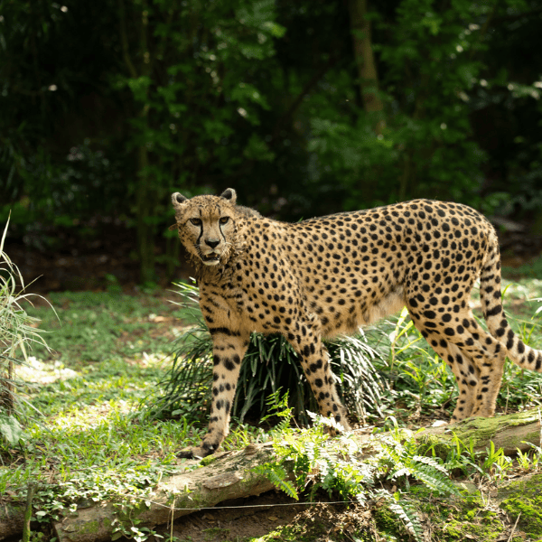 Leopards in Wild Africa, Singapore Zoo