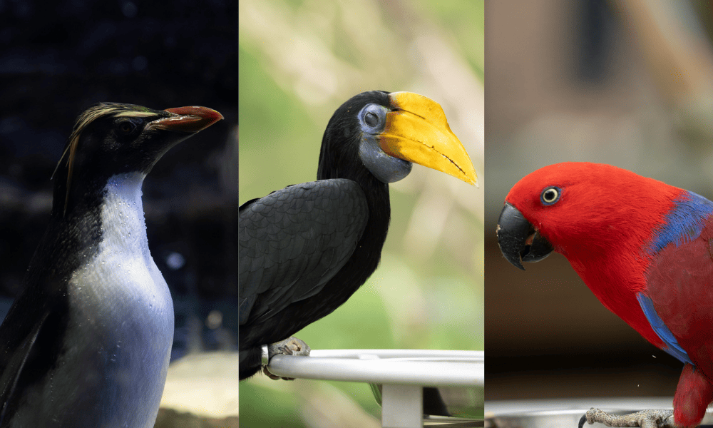 Unique colorful birds from the Bird Paradise in Mandai Wildlife Reserve, Singapore