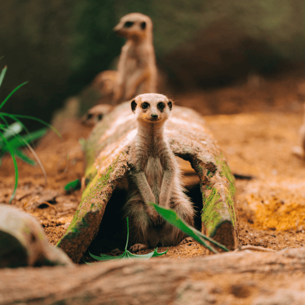 Funny suricates in Wild Africa, Singapore Zoo