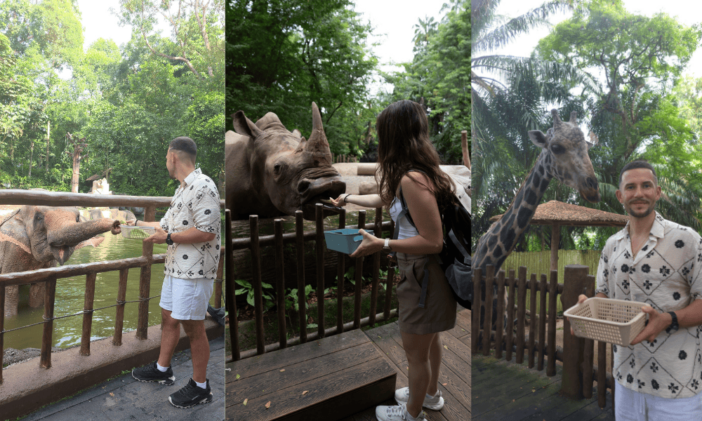 Pictures from our feeding sessions in the Singapore Zoo