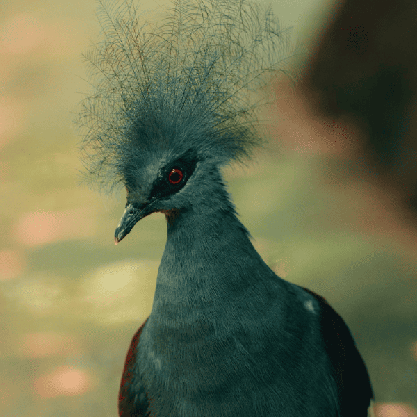 A beautiful green bird from Bird Paradise, Mandai, Singapore