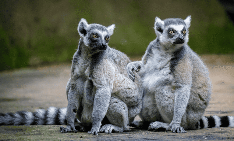 1-Day Singapore Zoo & Mandai Wildlife Itinerary 2025: Best Route, Tips & Must-Sees