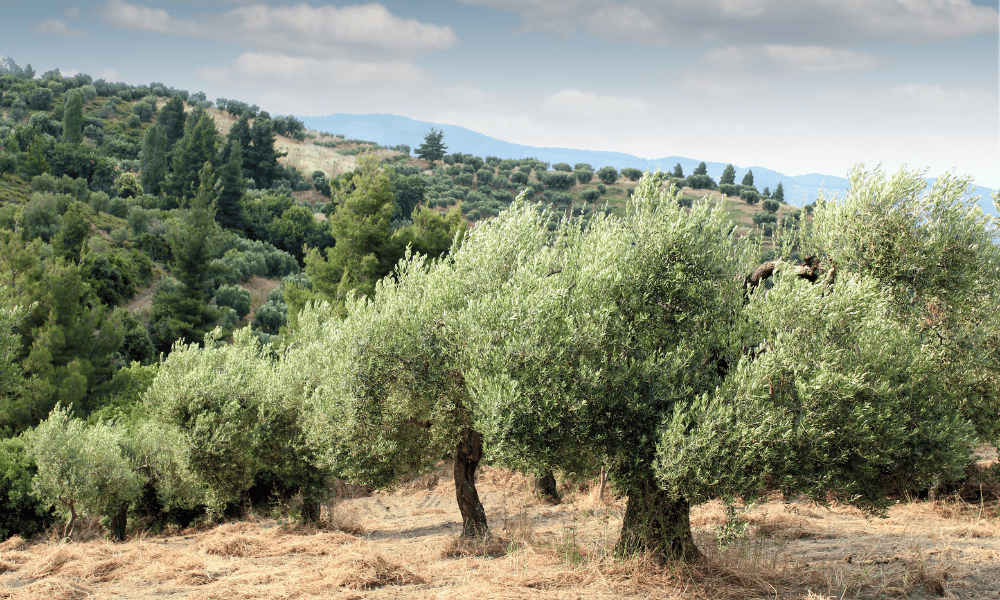 Olive Oil and Wine Masterclass in the Countryside of Palermo