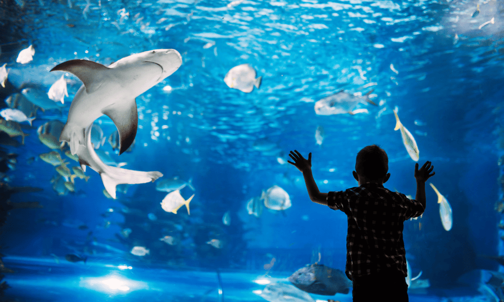 The S.E.A. Aquarium in Singapore