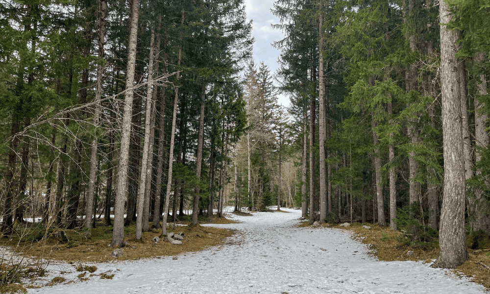 What to Do in Chamonix in Winter: A Guide for Non-Skiers in 2026 What to do in Chamonix in winter Travel Tips Bois du Bouchet trail in Chamonix