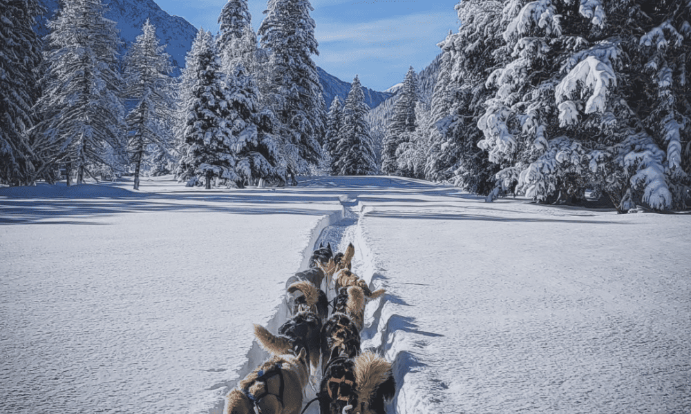 What to Do in Chamonix in Winter: A Guide for Non-Skiers in 2026 What to do in Chamonix in winter Travel Tips Dog Sledding (Chiens de Traîneaux) in Chamonix