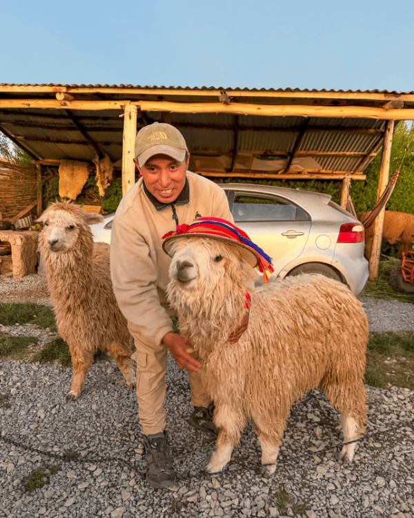 Alpacas at Sky Dome Peru in the Sacred Valley