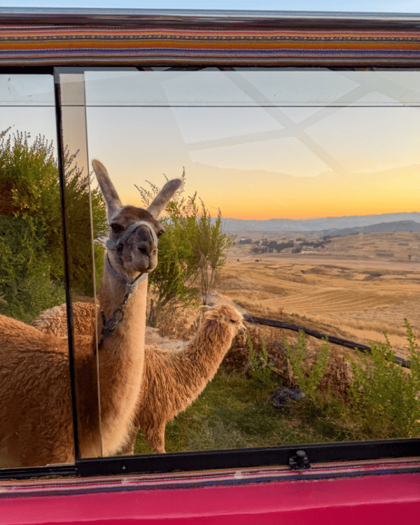 Lamas next to our room in Sky Dome, Peru