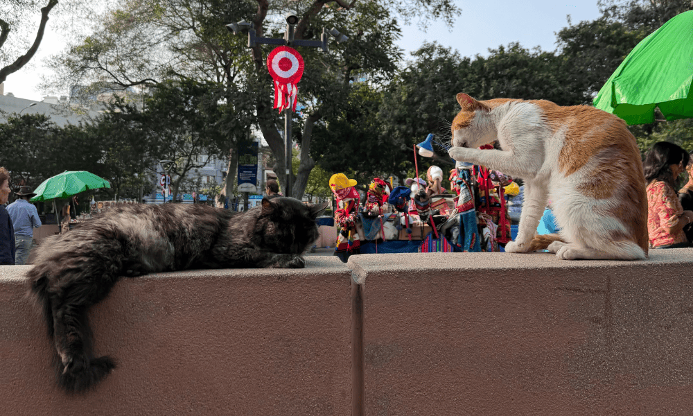 Kennedy Park: Lima's Cat Park