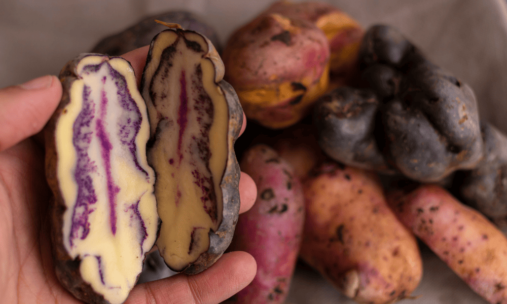 Food in Peru: A Region-by-Region Guide to Eating Your Way Across the Country (2026) Food in Peru Local Food Guides Peru's Potatoes - over 3000 types of potatoes in Peru
