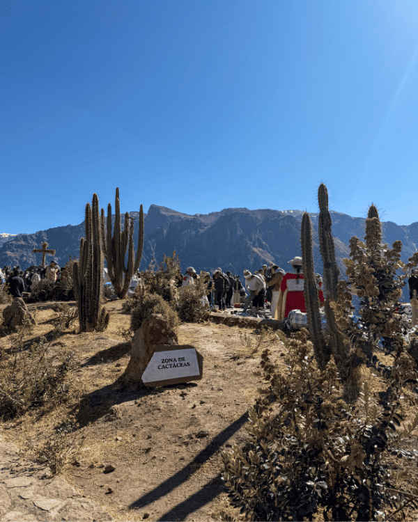 Colca Canyon Day Tour from Arequipa: Our Honest 2026 Review Colca Canyon day tour from Arequipa Peru A cactus area close to the viewpoints at Colca Canyon