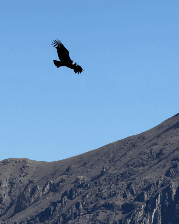 Colca Canyon Day Tour from Arequipa: Our Honest 2026 Review Colca Canyon day tour from Arequipa Peru Condors above the Colca Canyon in Peru