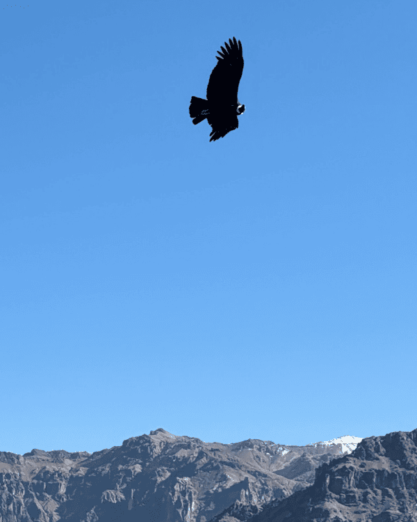 Colca Canyon Day Tour from Arequipa: Our Honest 2026 Review Colca Canyon day tour from Arequipa Peru Condors above Colca Canyon, Peru