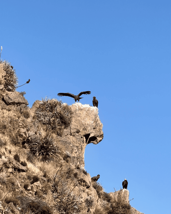 Colca Canyon Day Tour from Arequipa: Our Honest 2026 Review Colca Canyon day tour from Arequipa Peru Colca Canyon day tour from Arequipa - Condors above the Colca Canyon in Peru