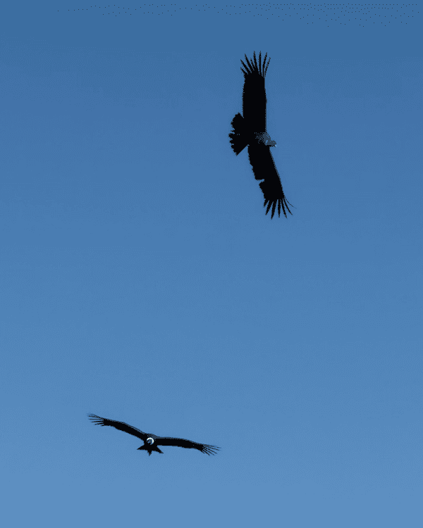 Colca Canyon Day Tour from Arequipa: Our Honest 2026 Review Colca Canyon day tour from Arequipa Peru Condors above Colca Canyon, Peru