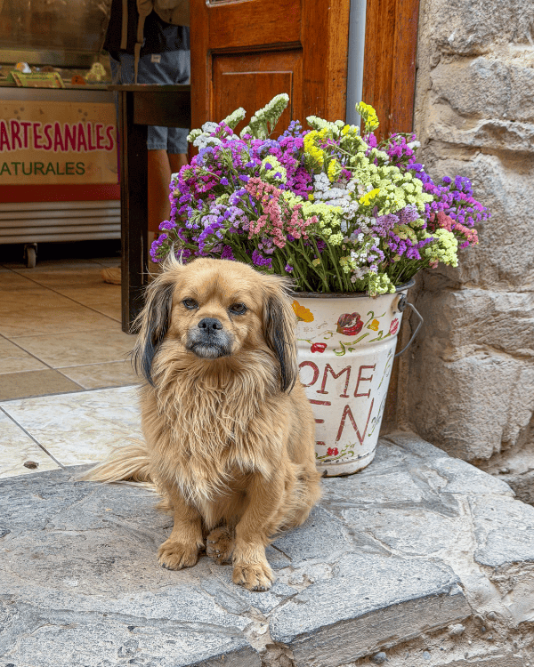 Playing with a cute dog in the streets of Ollantaytambo, Peru
