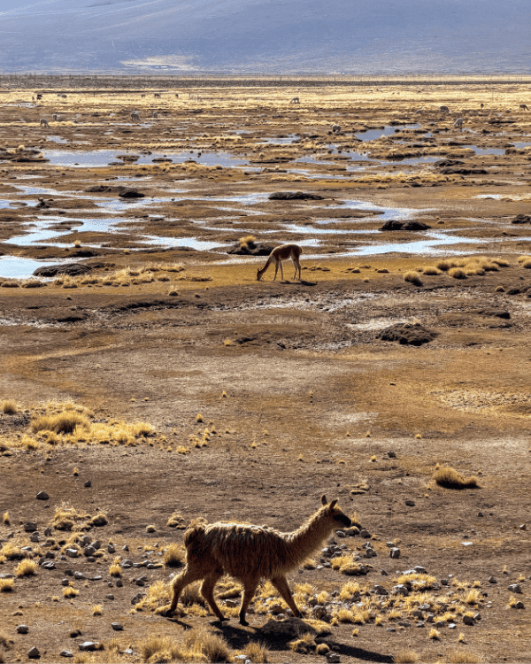 Colca Canyon Day Tour from Arequipa: Our Honest 2026 Review Colca Canyon day tour from Arequipa Peru Llamas & Alpacas at Salinas y Aguada Blanca National Reserve