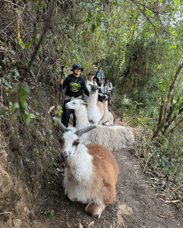 Alpaca Expeditions Inca Trail Review (2026): Our 4-Day Experience & Costs Alpaca Expeditions Inca Trail Review Peru Alpacas & Llamas on our way on the Inca Trail, Peru