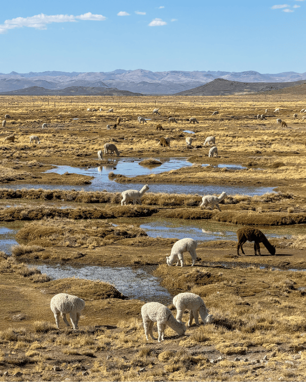 Colca Canyon Day Tour from Arequipa: Our Honest 2026 Review Colca Canyon day tour from Arequipa Peru Llamas & Alpacas at Salinas y Aguada Blanca National Reserve