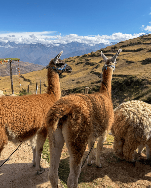 Going on an alpaca walk at Sky Dome, Peru
