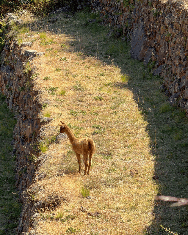 A vicuna at the Pisac ruins, Peru