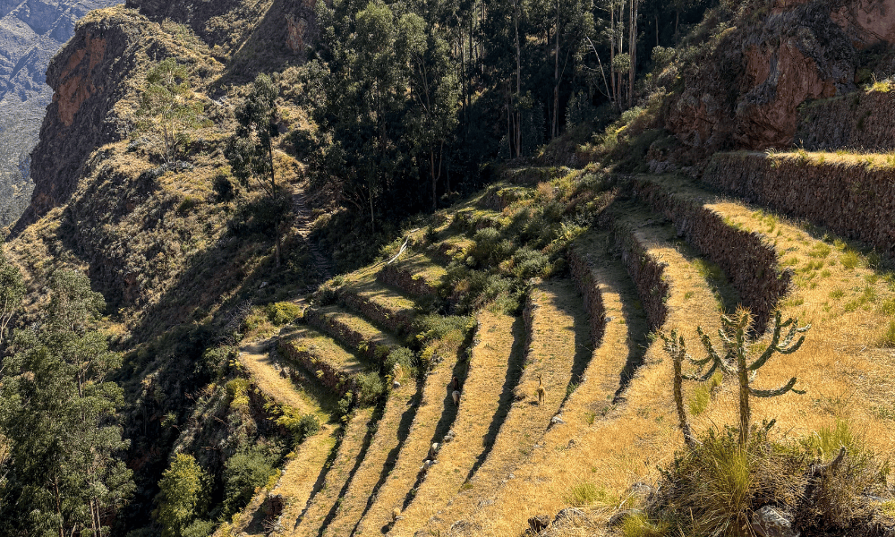 Pisac Ruins & Market: How to Visit from Cusco (2026)